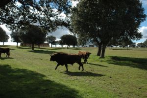 Invitación  a la Presentación y Despunte de los Toros de SAN ROQUE 2.013