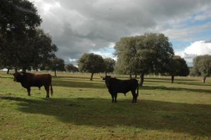 Invitación  a la Presentación y Despunte de los Toros de SAN ROQUE 2.013