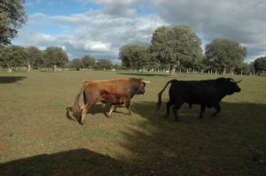 Invitación  a la Presentación y Despunte de los Toros de SAN ROQUE 2.013