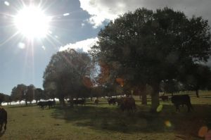 Invitación  a la Presentación y Despunte de los Toros de SAN ROQUE 2.013