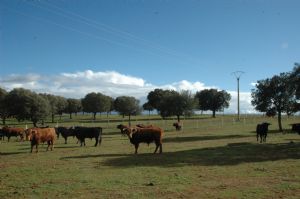 Invitación  a la Presentación y Despunte de los Toros de SAN ROQUE 2.013