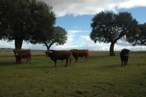 Invitación  a la Presentación y Despunte de los Toros de SAN ROQUE 2.013