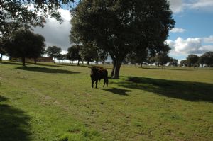 Invitación  a la Presentación y Despunte de los Toros de SAN ROQUE 2.013