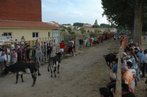 FIESTAS PATRONALES VENIALBO 2013