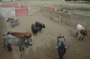 Presentación de los Toros San Roque 2013