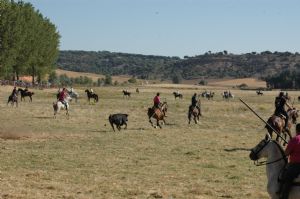 ENCIERROS SAN ROQUE 2014