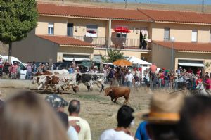 ENCIERROS SAN ROQUE 2014