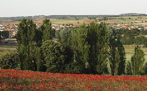 Venialbo licita la explotación del monte Coto.